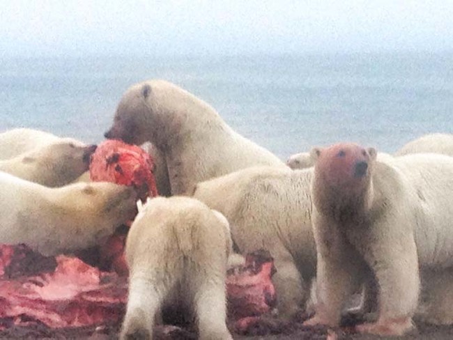 这具鲸鱼尸体对这群北极熊来说完全是一顿丰盛的大餐。