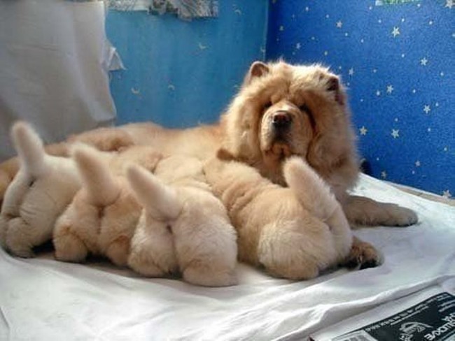 So much fluffy cuteness. Can't handle it.