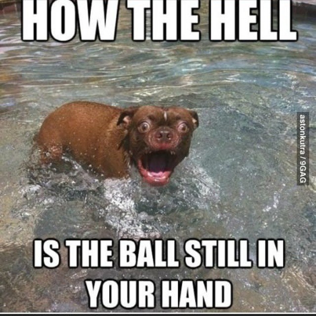 How every dog feels when you fake-throw a ball.