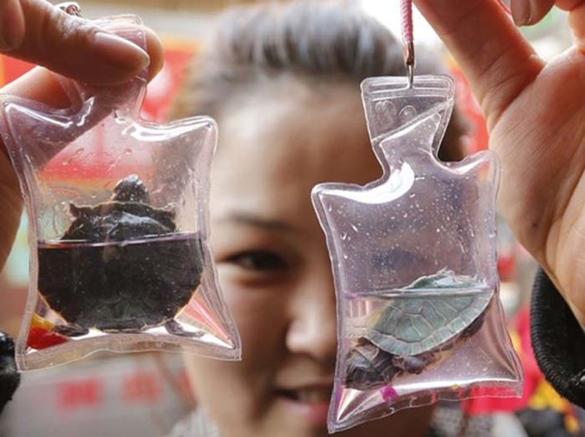 The keychains can contain fish or young Chinese soft-shell turtles.