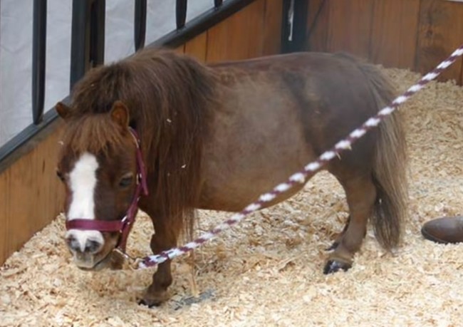 She was born with dwarfism, a rare condition that isn't bred. Since she has some issues walking, she was given special shoes that help her run and play with all the other mini horses she lives with.