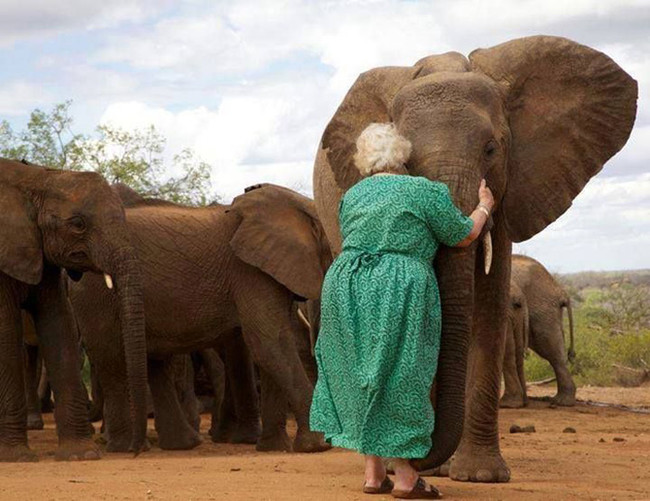 Thankfully, one woman has dedicated her life to caring for those elephants whose families were so cruelly taken from them.