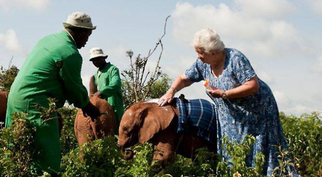Since 1977, the <a href="http://www.sheldrickwildlifetrust.org" target="_blank">David Sheldrick Wildlife Trust</a>, founded in her husband's name by Dr. Dame Daphne Sheldrick, has worked to save the lives of young elephants and other animals affected by this terrible trade.