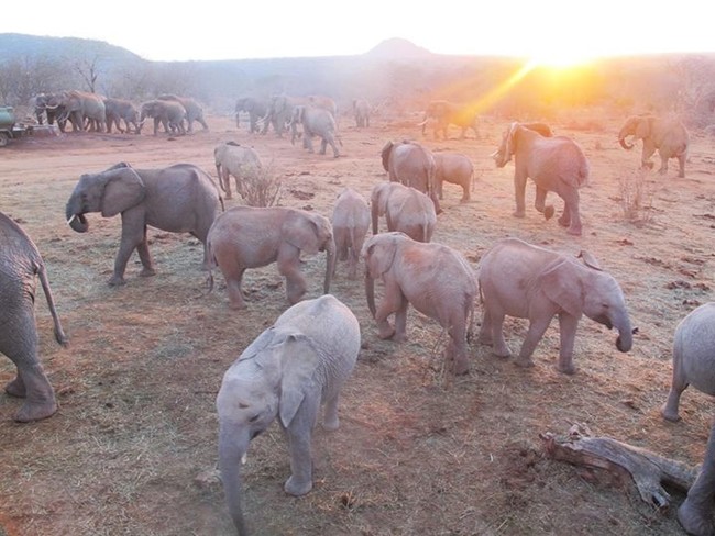 Over the years, they have raised more than 150 orphaned elephants into healthy adulthood.