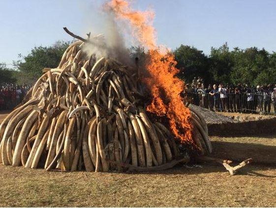 Despite efforts by the organization and others, like this photo of the Kenyan government destroying poached tusks, the market for ivory is currently worth more than gold.