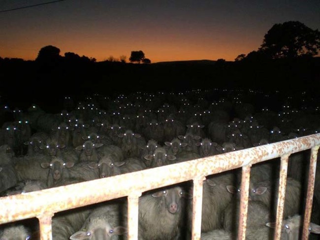 12.羊可能比人類想像的更可怕。