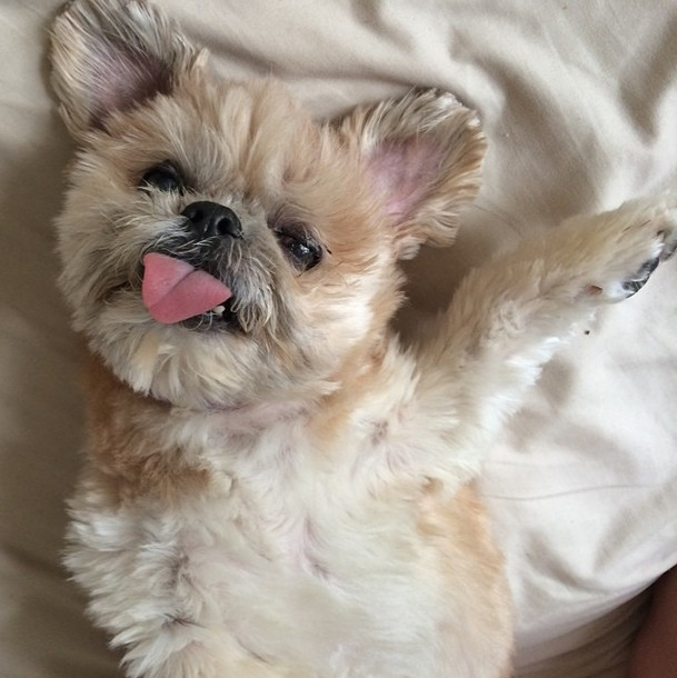 When Marnie's human, Shirley, started posting pictures of her charismatic pup on <a href="https://instagram.com/marniethedog/" target="_blank">Instagram</a>...