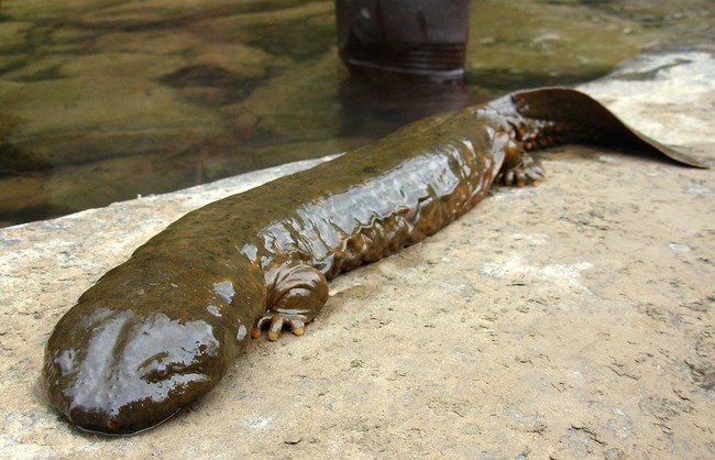 The giant Chinese salamander is on the endangered Red List, but is still considered a delicacy amongst the Chinese elite. The government recently cracked down on this, and eating one of these creatures could put you in jail for ten years.