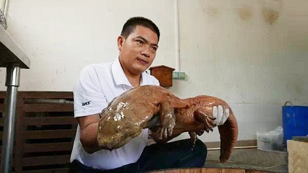 A park ranger named Mr. Xiao found one of the world's oldest species while picking winkles by his home in Heyuan City. If it looks ugly, it's because it hasn't changed much since the Jurassic period, 170 million years ago.