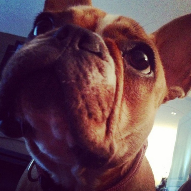 This Frenchie could run for president with this distinguished face.
