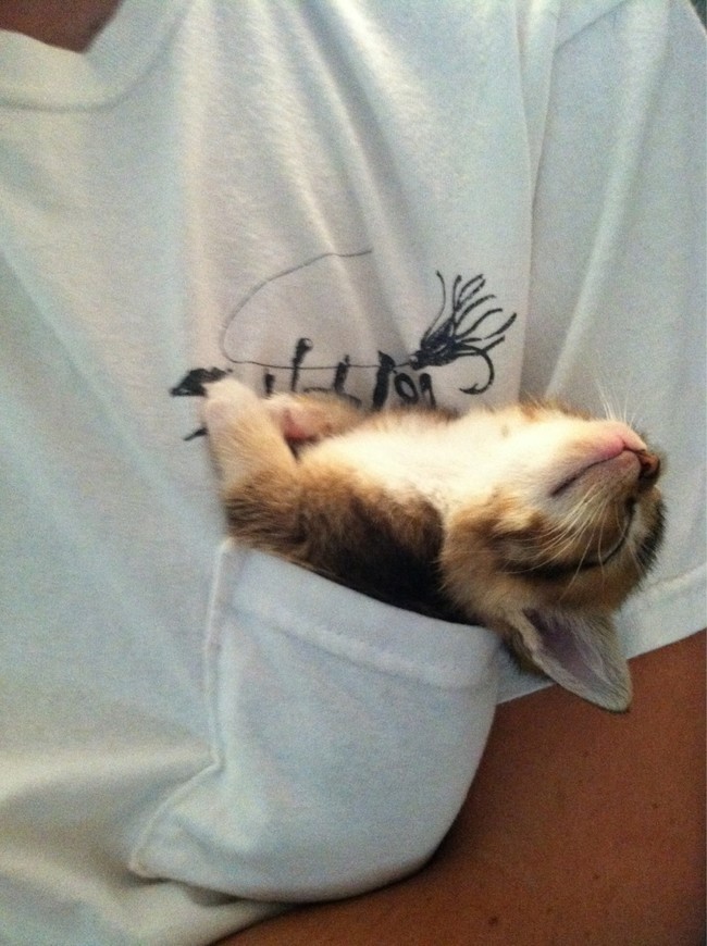 What came first, the kitty, or the kitty-sized pocket?