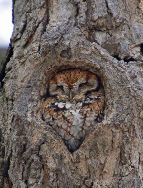 This owl has found the ultimate swaddle spot.