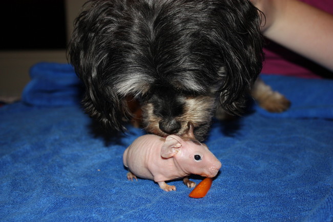 "That tickles!" -Hairless guinea pig