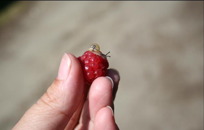 This little snail may destroy your raspberry patch...