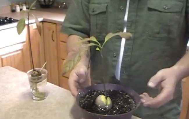 Then put it back on the heating pad, or by a sunny window, and watch your avocados grow!