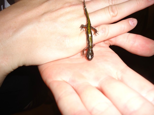 This salamander baby slithered right into my heart.