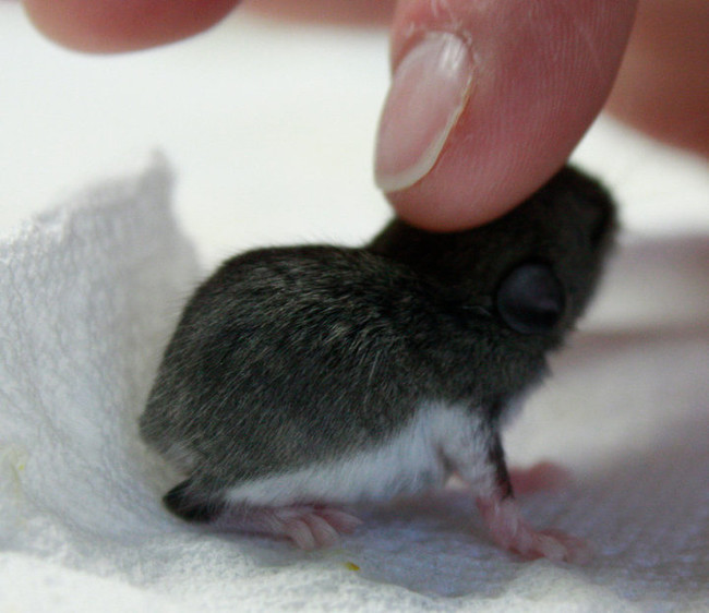 Even if you're afraid of full-grown mice...you can't deny the cuteness of this little guy's tininess.