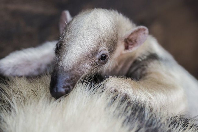 A baby anteater. That is all.