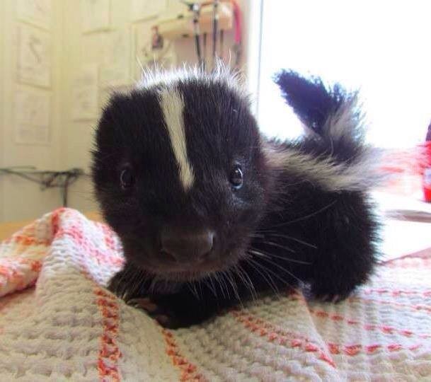 Just in case you weren't already privy to how adorable skunks were...