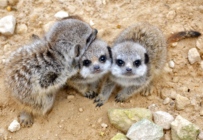 Sure, adult meerkats are cute...