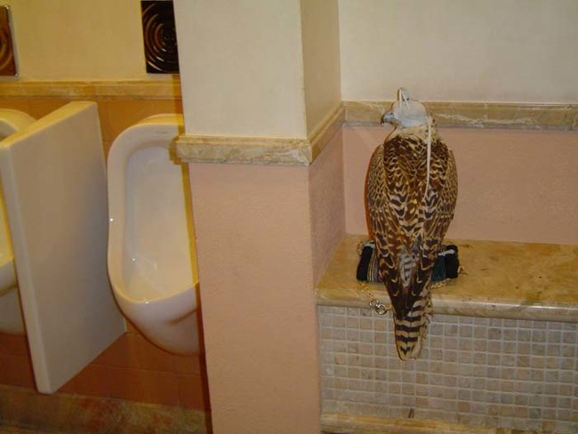 Please don't leave your bird of prey unattended while you use the restroom.