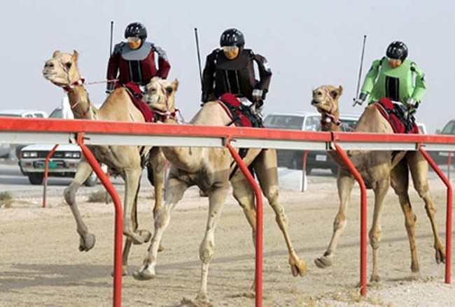 Real robotic jockeys riding camels.