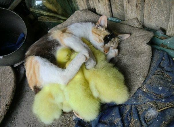 Cat And Ducklings