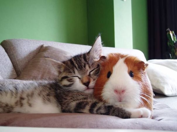 Cat And Guinea Pig