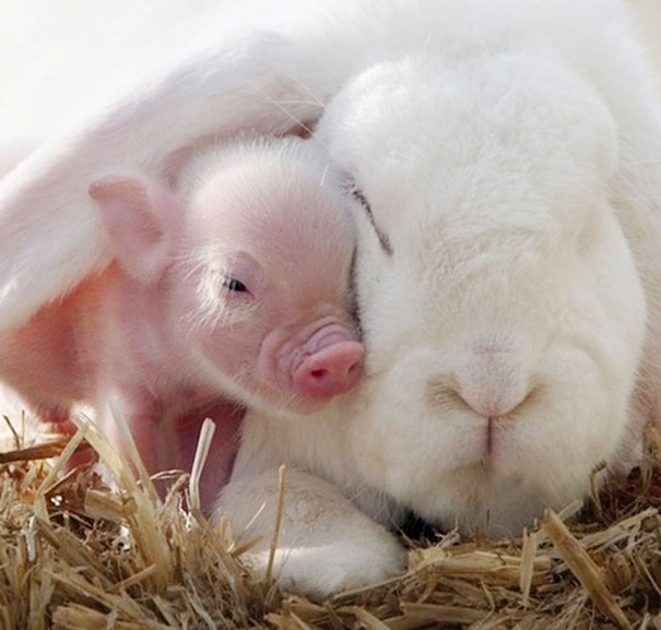 Bunny And Piglet