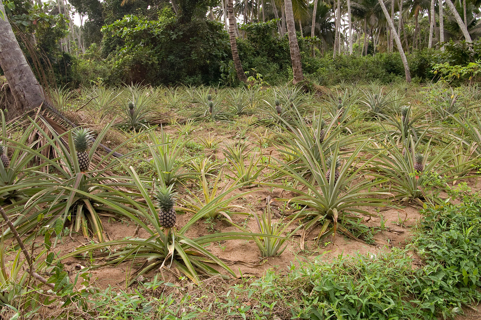 Pineapple_crops_Zanzibar