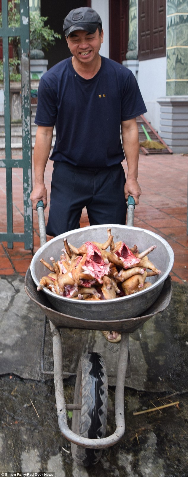 Caught, skinned and boned: A wheelbarrow load of cats  arrives at popular restaurant near Hanoi, Vietnam