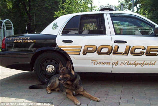 Zeus (pictured above), an 11-year-old retired K-9 officer was honored in a special tribute on Wednesday by the Ridgefield Police Department
