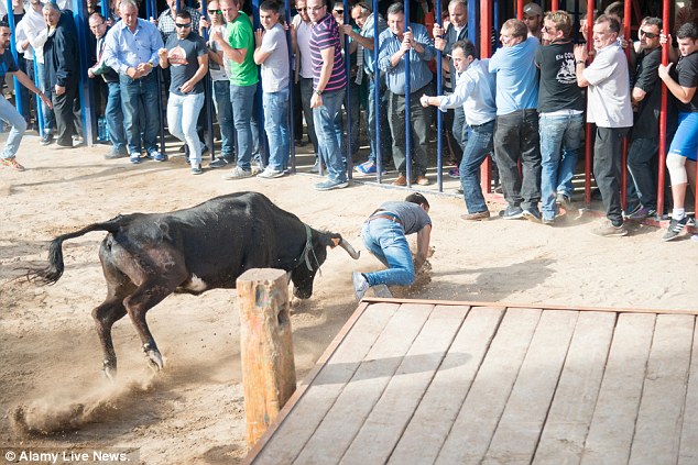 Pictures show him crawling desperately towards the safety of the bull bars, but he was unable to make it before the horn hit him square between the legs