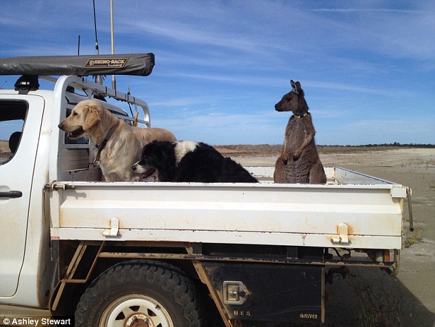 Dusty the kangaroo (right) has convinced himself that he is a dog, and spends his days with Ashley and Felicity Stewart's dogs Rosie and Lilly, on the couple's farm in Esperance, Western Australia