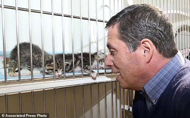 Dr. Gary Weitzman--Dr. Gary Weitzman, president and CEO of the San Diego Humane Society and SPCA and author of the new National Geographic book ¿How to Speak Cat, visits with a couple of week old kittens Wednesday, April 8, 2015, in San Diego.    (AP Photo/Lenny Ignelzi)