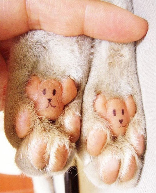 Teddy Bear Feet