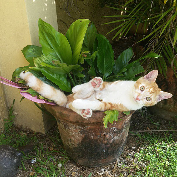 They Told Me I Could Become Anything So I Became A Plant