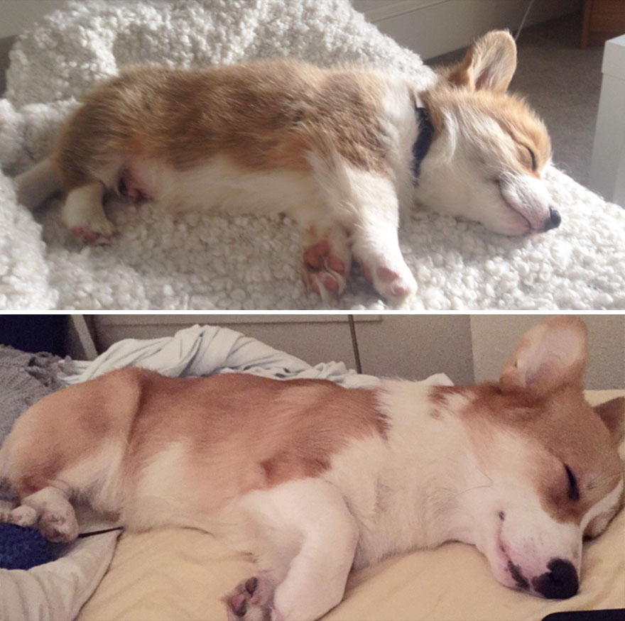 Eleven Weeks Old, Eleven Months Old. Still Smiling In His Sleep