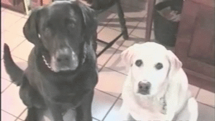 23 Dog Best Friends Who Love Each Other A Lot