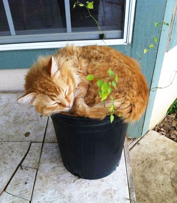 Cat In The Pot