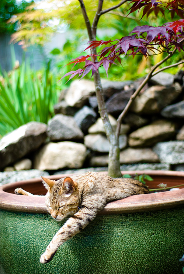 Flower Pot Kitten
