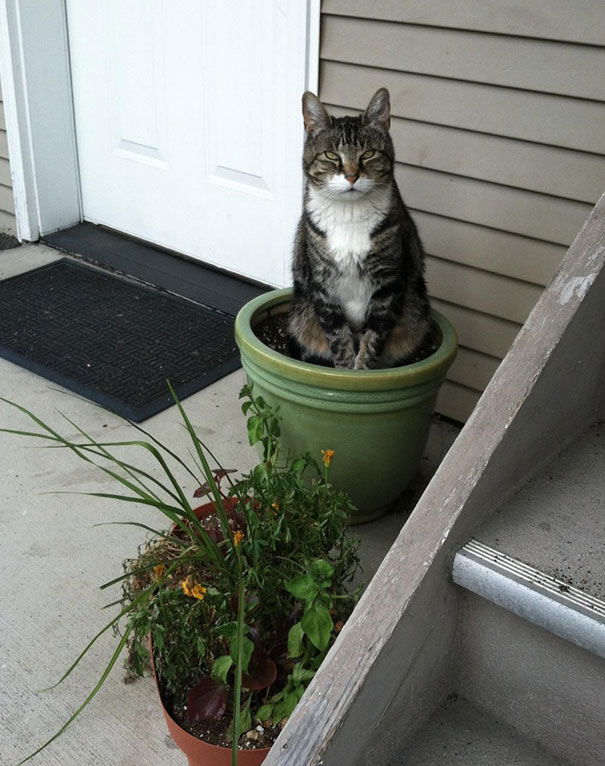 His Name Is Truman And He Loves His Pot