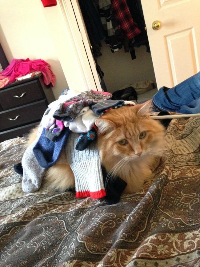 "This is your idea of putting the laundry away?"