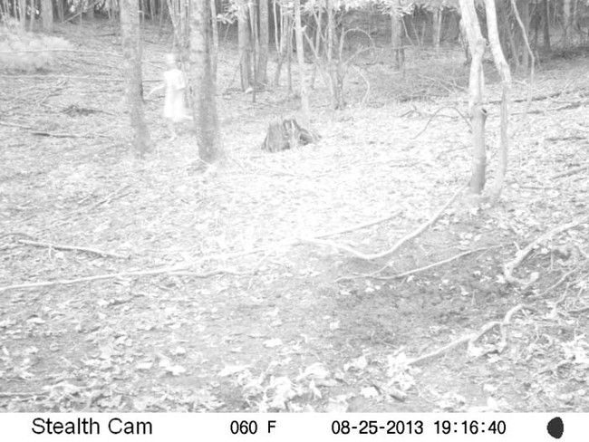 A motion-triggered hunting camera captured the image of this little girl running through the woods. At the other end of the frame is what looks like a man following her.