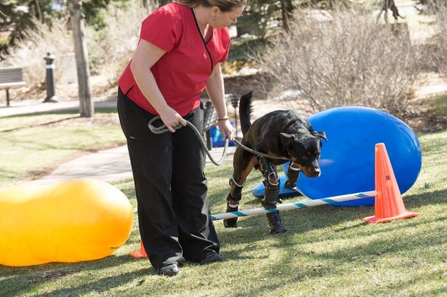 Foster mom Laura Aquilina began training Brutus with his prosthetics back in September 2014.