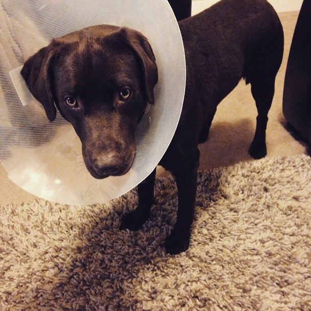 There's really no shame in the cone of shame, ironically.