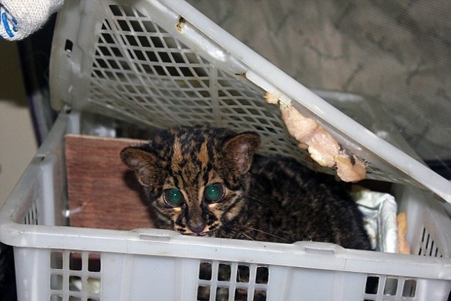 This leopard cub is suspected to be on the endangered species list. If it's found to be an endangered animal, the woman who smuggled it could face up to seven years in prison.