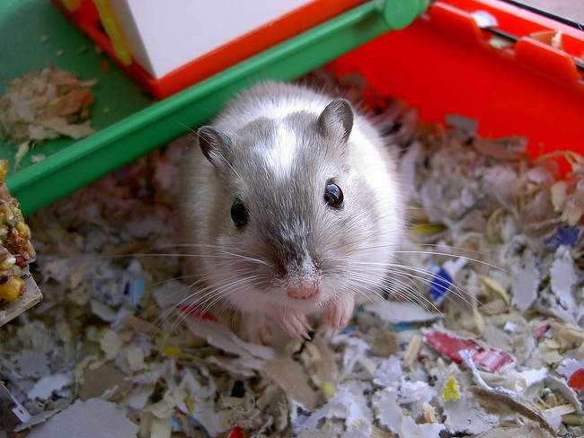 Flea-covered rats have long been blamed for the bubonic plague, but recent evidence shows that gerbils may have been the perpetrators of the disease.