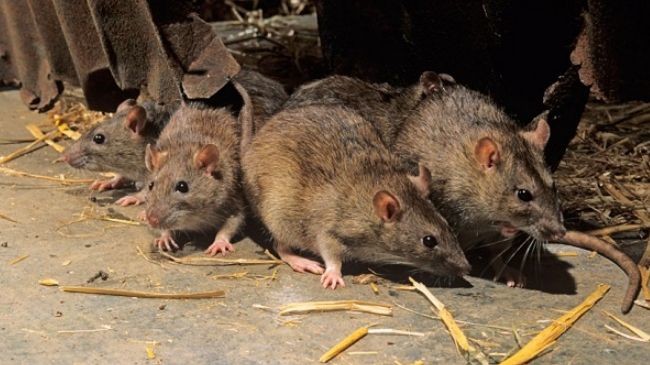 The bubonic plague still exists today. In fact, just last year there was an outbreak in Madagascar that was resistant even to modern antibiotics.