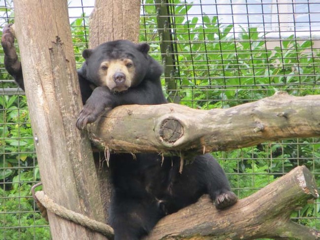 For reference, here's what a healthy sun bear looks like.